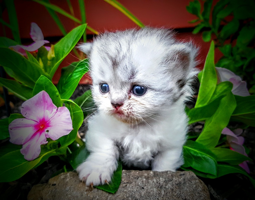 Minuet cat at Lil Lisset's Minuets Cattery