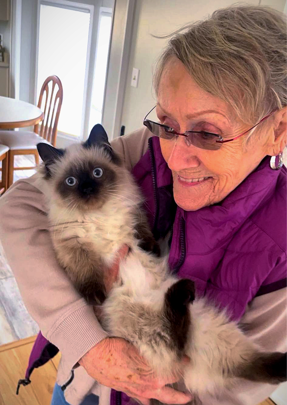 Minuet cat relaxing at home