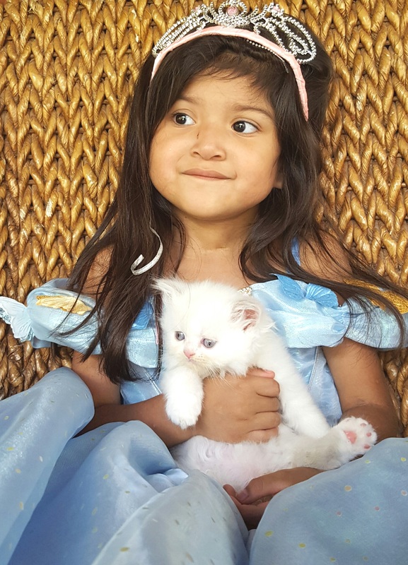 White Minuet kitten from Lil Lisset's Minuets Cattery