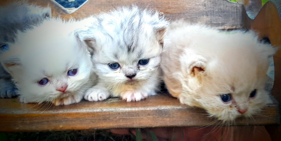 Minuet cats at Lil Lisset's Minuets Cattery