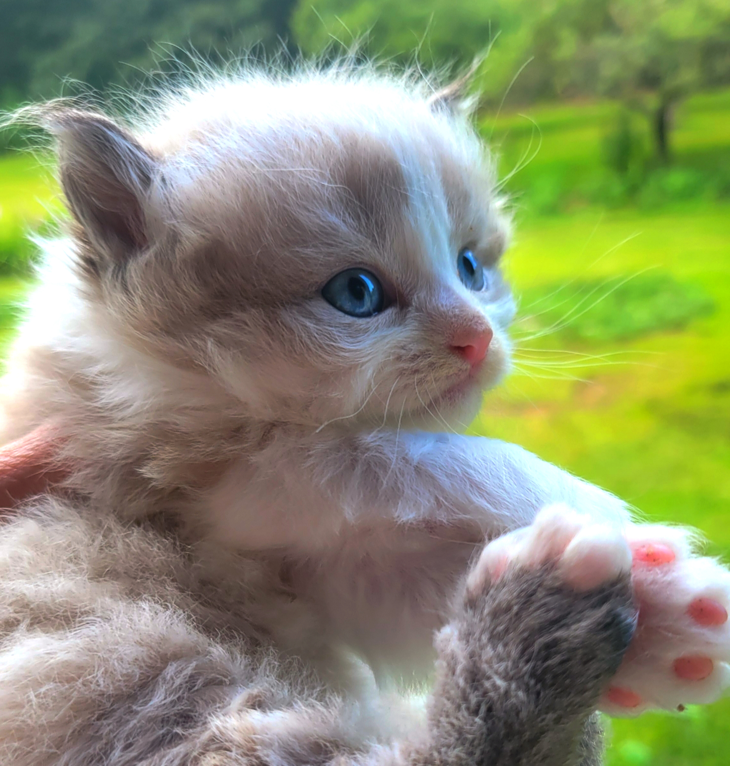Minuet kitten playing