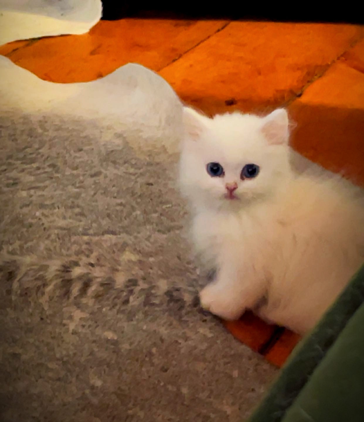 Minuet cat portrait